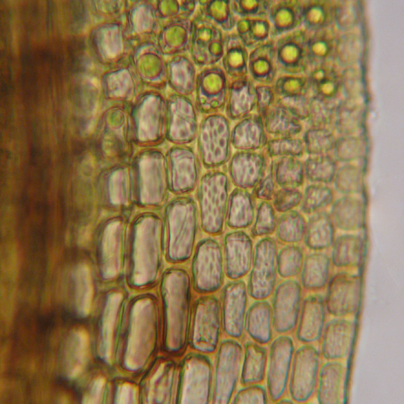Amphidium lapponicum